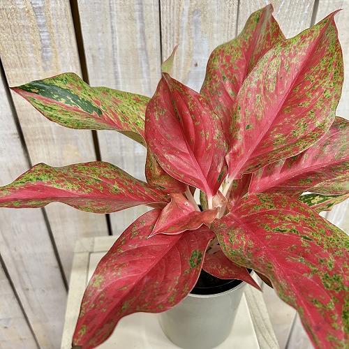 観葉植物 アグラオネマ レッドムーン 4号ロング鉢(現品) インテリア