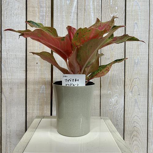 観葉植物 アグラオネマ レッドムーン 4号ロング鉢(現品) インテリア