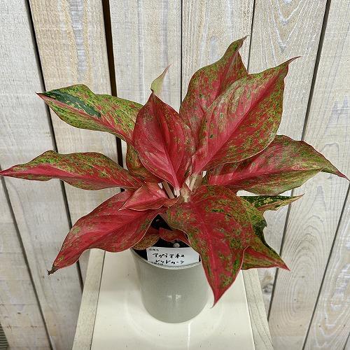 観葉植物 アグラオネマ レッドムーン 4号ロング鉢(現品) インテリア