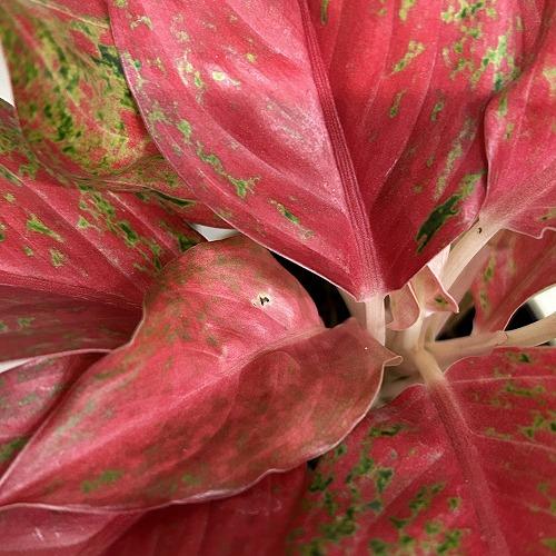観葉植物 アグラオネマ レッドムーン 4号ロング鉢(現品) インテリア