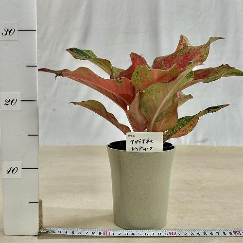 観葉植物 アグラオネマ レッドムーン 4号ロング鉢(現品) インテリア