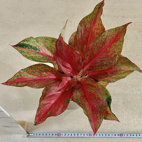 観葉植物 アグラオネマ レッドムーン 4号ロング鉢(現品) インテリア