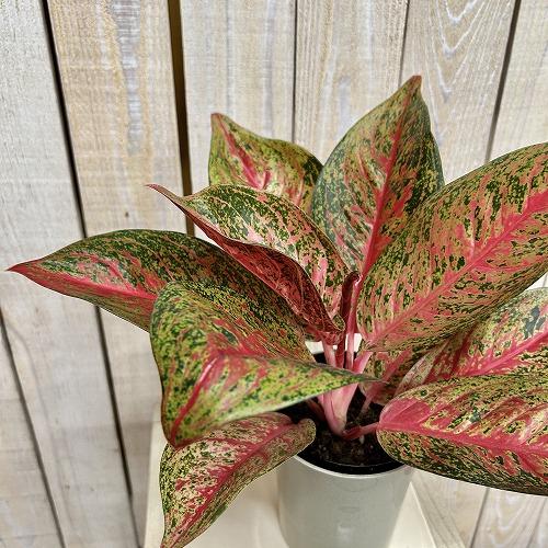 観葉植物 アグラオネマ ティアラ 4号ロング鉢(個体おまかせ1鉢