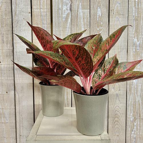 観葉植物 アグラオネマ ティアラ 4号ロング鉢(個体おまかせ1鉢