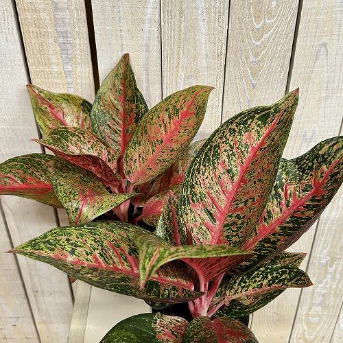 観葉植物 アグラオネマ ティアラ 4号ロング鉢(個体おまかせ1鉢
