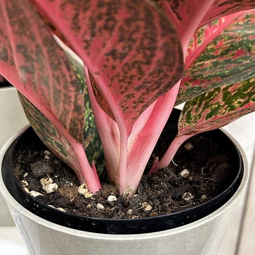 観葉植物 アグラオネマ ティアラ 4号ロング鉢(個体おまかせ1鉢