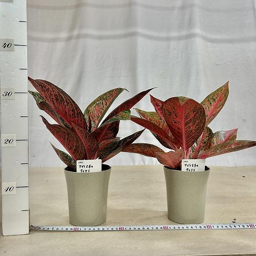 観葉植物 アグラオネマ ティアラ 4号ロング鉢(個体おまかせ1鉢