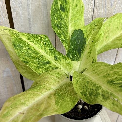 観葉植物 アグラオネマ サンドロップ 4号ロング鉢(個体おまかせ1鉢