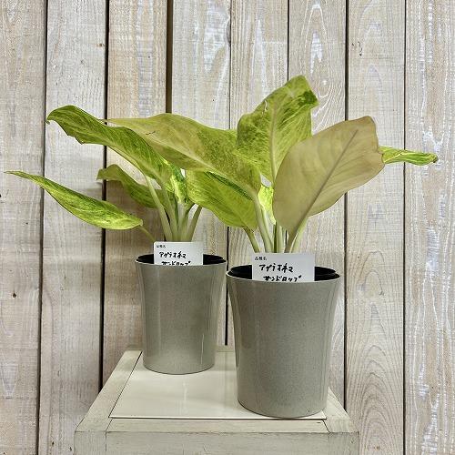 観葉植物 アグラオネマ サンドロップ 4号ロング鉢(個体おまかせ1鉢