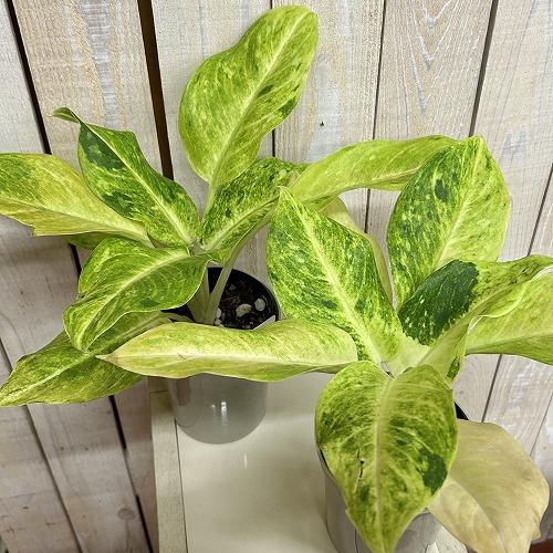 観葉植物 アグラオネマ サンドロップ 4号ロング鉢(個体おまかせ1鉢