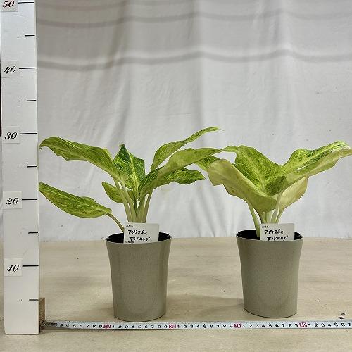 観葉植物 アグラオネマ サンドロップ 4号ロング鉢(個体おまかせ1鉢