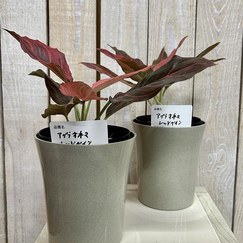 観葉植物 アグラオネマ レッドベイン 4号ロング鉢(個体おまかせ1鉢
