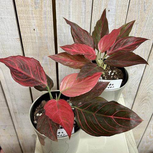 観葉植物 アグラオネマ レッドベイン 4号ロング鉢(個体おまかせ1鉢