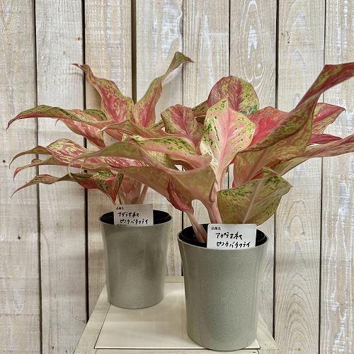 観葉植物　アグラオネマ ピンクバタフライ(斑入り) 4号ロング鉢(個体おまかせ1鉢)　インテリアグリーン 室内園芸 おしゃれ 可愛い かわいい |  | 01