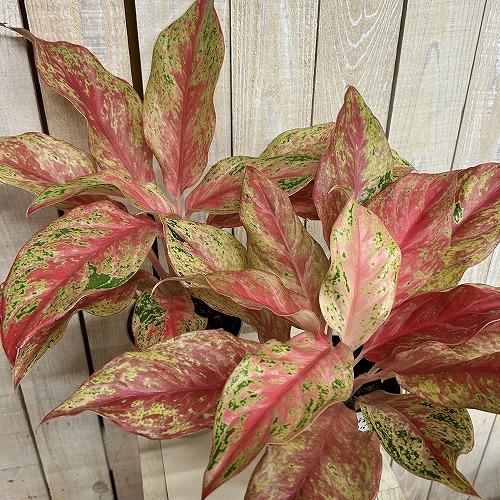 観葉植物　アグラオネマ ピンクバタフライ(斑入り) 4号ロング鉢(個体おまかせ1鉢)　インテリアグリーン 室内園芸 おしゃれ 可愛い かわいい |  | 02