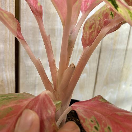 観葉植物　アグラオネマ ピンクバタフライ(斑入り) 4号ロング鉢(個体おまかせ1鉢)　インテリアグリーン 室内園芸 おしゃれ 可愛い かわいい |  | 03