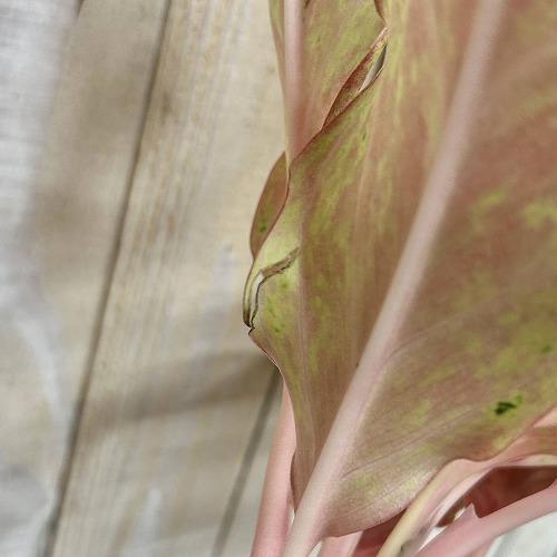 観葉植物　アグラオネマ ピンクバタフライ(斑入り) 4号ロング鉢(個体おまかせ1鉢)　インテリアグリーン 室内園芸 おしゃれ 可愛い かわいい |  | 04