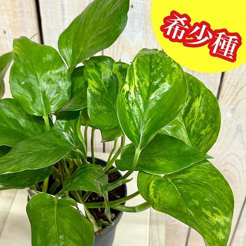 注目 ポトス ビクトリー(PVP) 4.5号硬質鉢(個体おまかせ1鉢