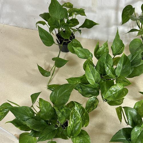 ☘観葉植物☘ポトス 迷彩ポトスと呼ばれるレア品種「ビクトリー」緑の中に緑がにじむ季節斑 ビクトリー② その他観葉植物