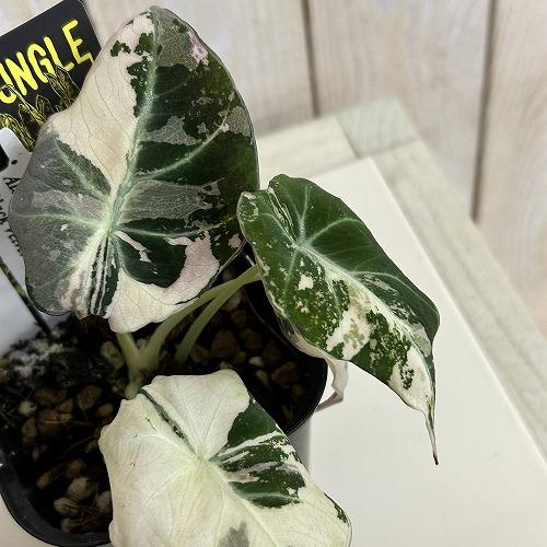 観葉植物 【D】斑入りアロカシア ブラックベルベット バリエガータ 3号