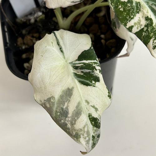 観葉植物 【D】斑入りアロカシア ブラックベルベット バリエガータ 3号