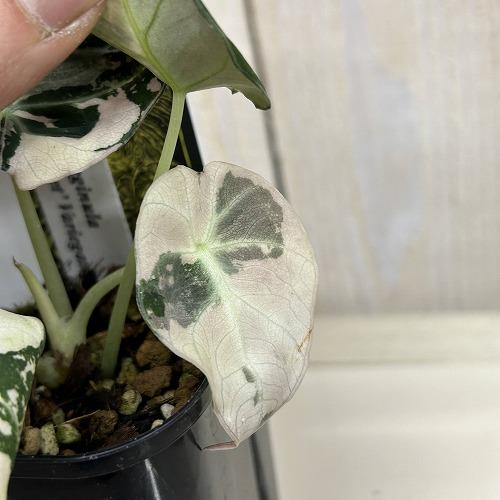 観葉植物 【D】斑入りアロカシア ブラックベルベット バリエガータ 3号