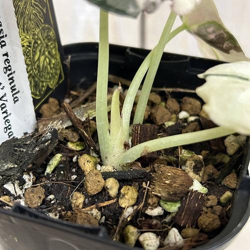 観葉植物 【D】斑入りアロカシア ブラックベルベット バリエガータ 3号