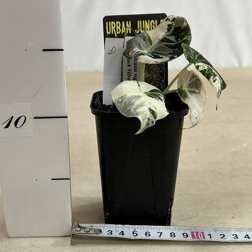 観葉植物 【D】斑入りアロカシア ブラックベルベット バリエガータ 3号