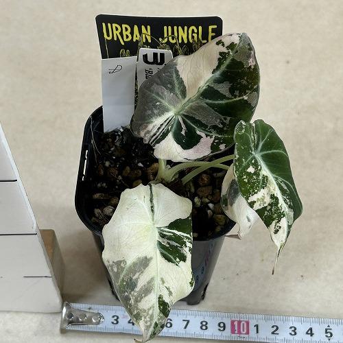 観葉植物 【D】斑入りアロカシア ブラックベルベット バリエガータ 3号