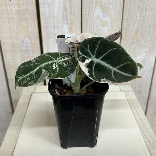 観葉植物 【E】斑入りアロカシア ブラックベルベット バリエガータ 3号