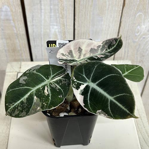 観葉植物 【E】斑入りアロカシア ブラックベルベット バリエガータ 3号
