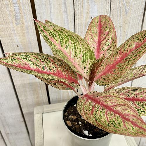 セラルンガ　赤　鉢　インテリア　観葉植物 観葉植物 アグラオネマ レッドレガシー 4号ロング鉢(現品) インテリア