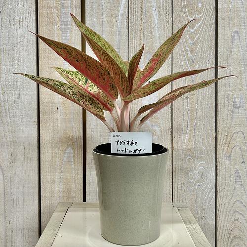 観葉植物 アグラオネマ レッドレガシー 4号ロング鉢(現品) インテリア
