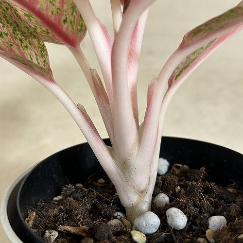観葉植物 アグラオネマ レッドレガシー 4号ロング鉢(現品) インテリア