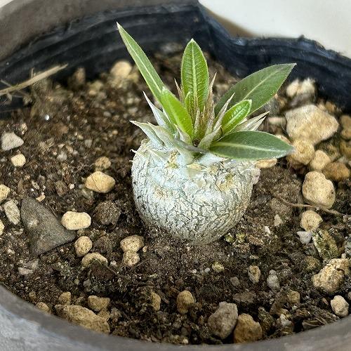 塊根植物 パキポディウム 恵比寿笑い(ブレビカウレ) 3.5号鉢カバー付き