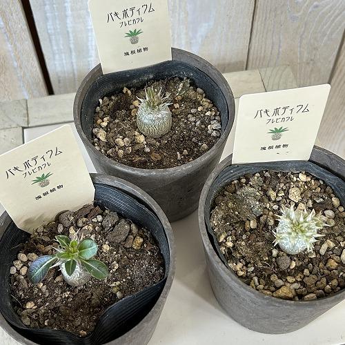 決まりました！【鉢付き】恵比寿笑い パキポディウム パキポディウム 恵比寿大黒 デンシフローラム×ブレビカウレ（恵比寿