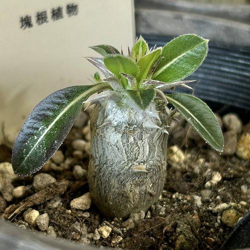 塊根植物 パキポディウム 恵比寿笑い(ブレビカウレ) 3.5号鉢カバー付き