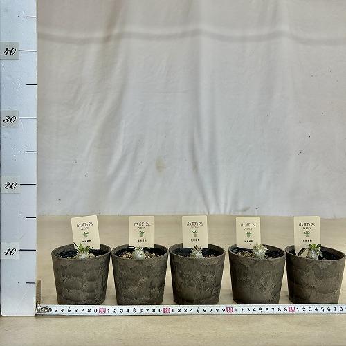 塊根植物 パキポディウム 恵比寿笑い(ブレビカウレ) 3.5号鉢カバー付き