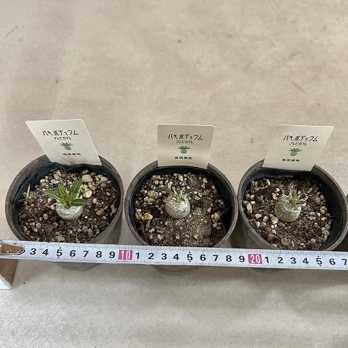 塊根植物 パキポディウム 恵比寿笑い(ブレビカウレ) 3.5号鉢カバー付き