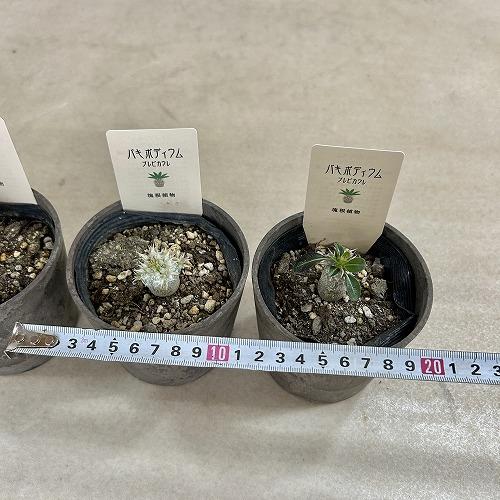 塊根植物 パキポディウム 恵比寿笑い(ブレビカウレ) 3.5号鉢カバー付き