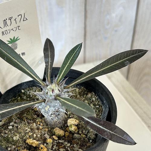 塊根植物 パキポディウム ホロンベンセ 3.5号鉢カバー付き(個体 