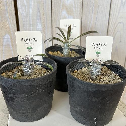 塊根植物 パキポディウム ホロンベンセ 3.5号鉢カバー付き(個体
