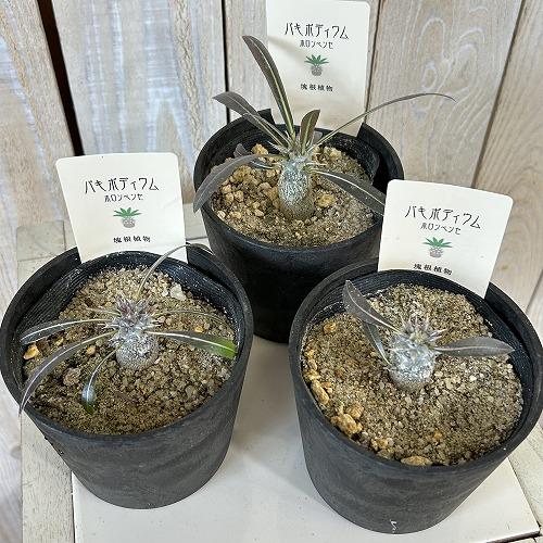 塊根植物 パキポディウム ホロンベンセ 3.5号鉢カバー付き(個体