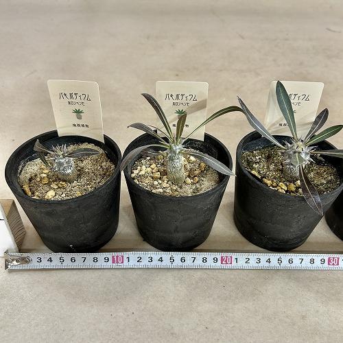 塊根植物 パキポディウム ホロンベンセ 3.5号鉢カバー付き(個体