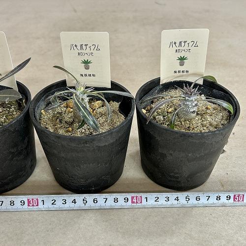 塊根植物 パキポディウム ホロンベンセ 3.5号鉢カバー付き(個体