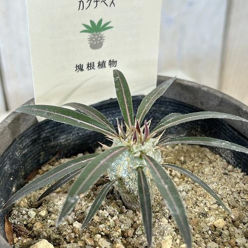 塊根植物　パキポディウム カクチペス 3.5号鉢カバー付き(個体おまかせ1鉢)　コーデックス 室内園芸 おしゃれ 可愛い かわいい | 