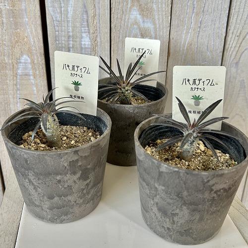 塊根植物　パキポディウム カクチペス 3.5号鉢カバー付き(個体おまかせ1鉢)　コーデックス 室内園芸 おしゃれ 可愛い かわいい |  | 01