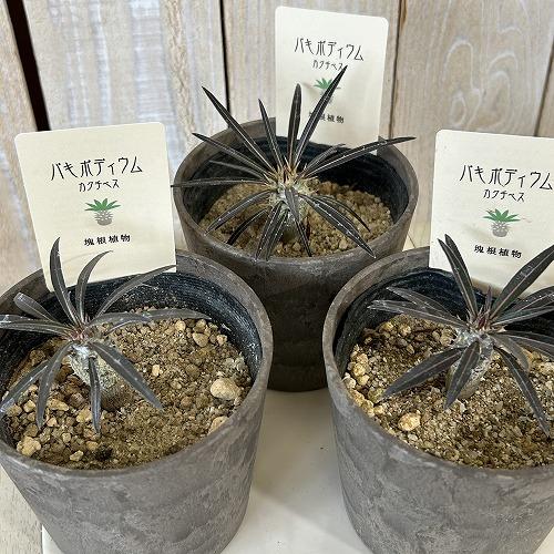 塊根植物　パキポディウム カクチペス 3.5号鉢カバー付き(個体おまかせ1鉢)　コーデックス 室内園芸 おしゃれ 可愛い かわいい |  | 02