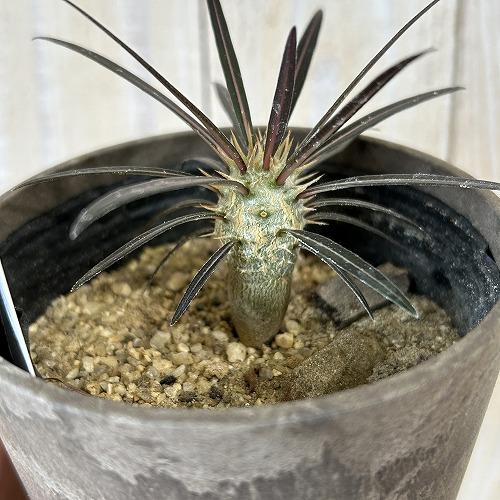 塊根植物　パキポディウム カクチペス 3.5号鉢カバー付き(個体おまかせ1鉢)　コーデックス 室内園芸 おしゃれ 可愛い かわいい |  | 03