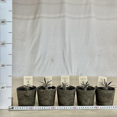 塊根植物　パキポディウム カクチペス 3.5号鉢カバー付き(個体おまかせ1鉢)　コーデックス 室内園芸 おしゃれ 可愛い かわいい |  | 04